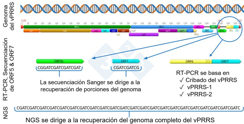 Figura&nbsp;1: Representaci&oacute;n esquem&aacute;tica de un genoma completo del vPRRS&nbsp;(GenBank U87392) y las regiones diana en las&nbsp;diferentes pruebas diagn&oacute;sticas. En Estados Unidos, las pruebas RT-PCR para&nbsp;detectar virus vivos modificados (MLV) similares a los de la vacuna se dirigen a la regi&oacute;n nsp2, y la secuenciaci&oacute;n CLAMP para bloquear la amplificaci&oacute;n de los virus de la vacuna MLV durante la secuenciaci&oacute;n Sanger se dirige al gen ORF5.
